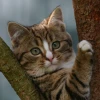 Cover for Katzen