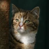 Cover for Katzen