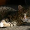 Cover for Katzen
