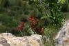 IMG_0243.jpg