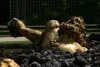 IMG_4176.JPG
