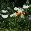 IMG_4252.JPG