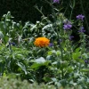 IMG_4254.JPG